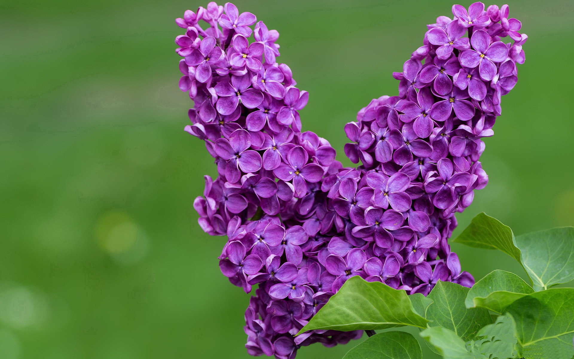 _魔术补强阵容，逆境中坚韧不拔_，魔术cull