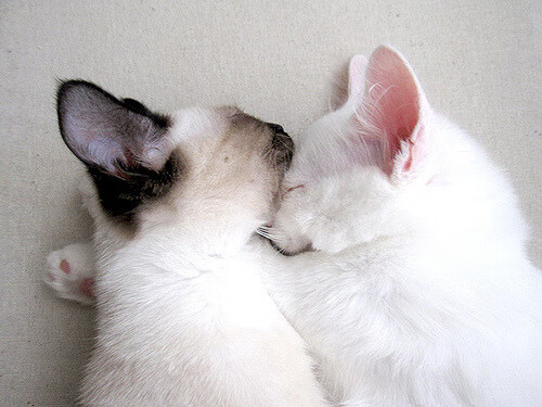 Jiuyou-《CS_GO极限对决，现场气氛火爆惊人》，2018csgo极限之地optic比赛视频