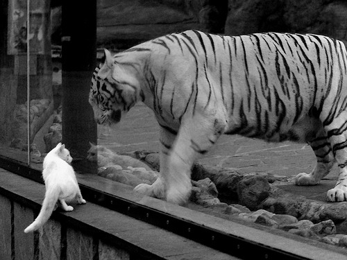 -全国青少年“全面发展”体育节在长沙盛大举行，推广多元体育运动