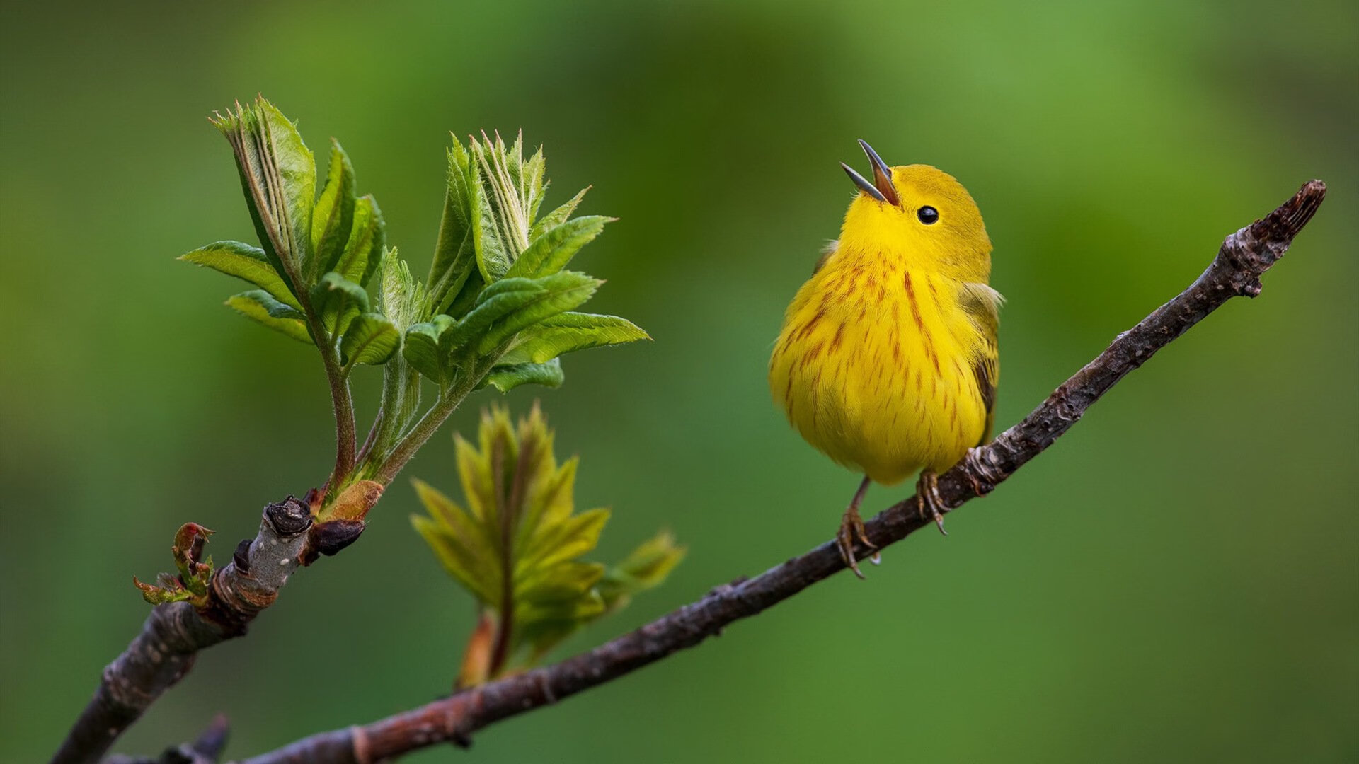 未来之星：新秀投篮精准率持续刷新纪录，未来nba新秀