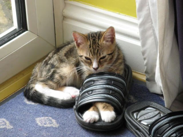 -王者荣耀“王者征途”全球邀请赛火热进行中，王者的征程