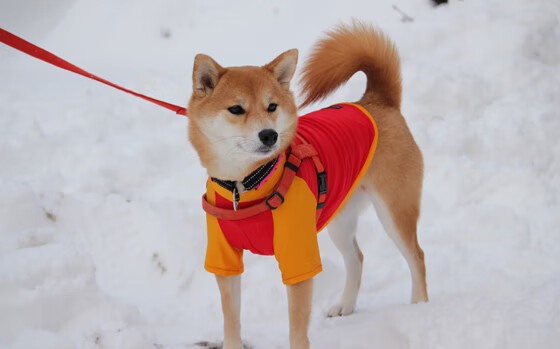 绝杀“神兵”背后隐藏的战术奥秘,绝神兵简单吗