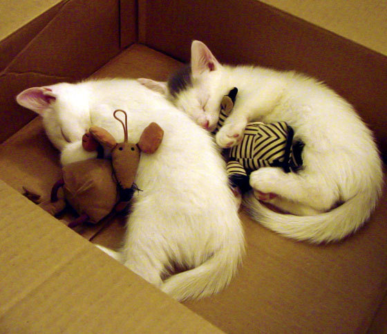 九游9游-赛场“花式秀技”：突破、传球、扣篮全纪录，篮球花式扣篮