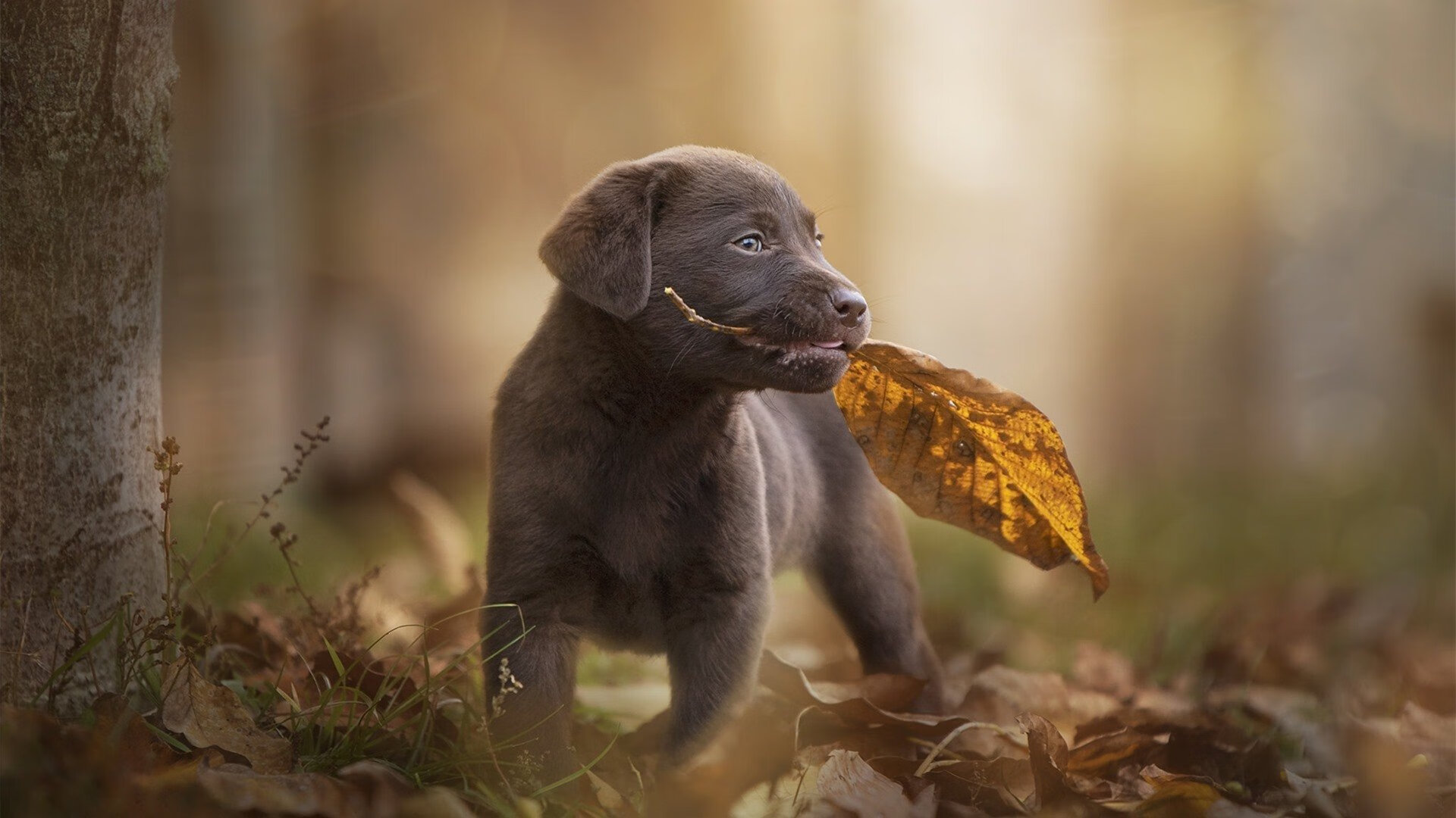 青少年足球文化走进社区生活,营造全民足球氛围,青少年足球推广方案
