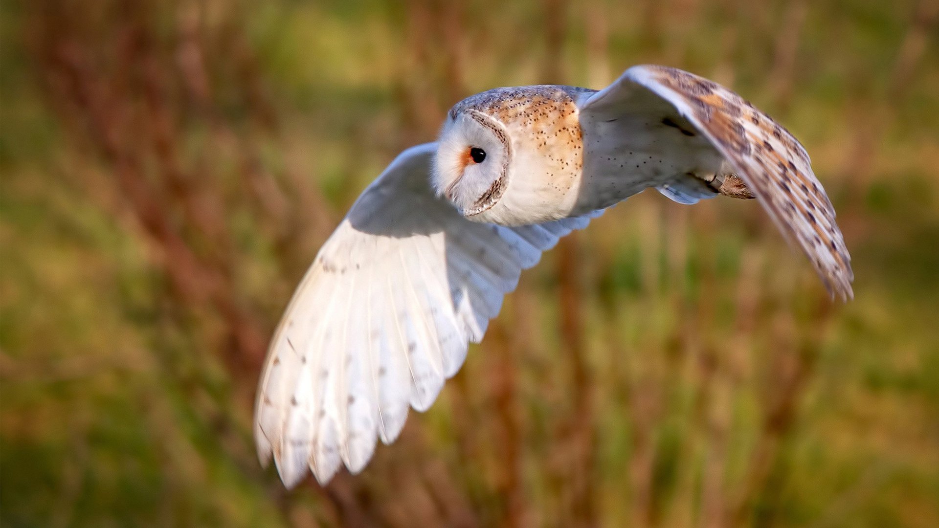 中国女足热身赛击败泰国，王霜打入世界波，中国女足热身赛击败泰国,王霜打入世界波兰了吗