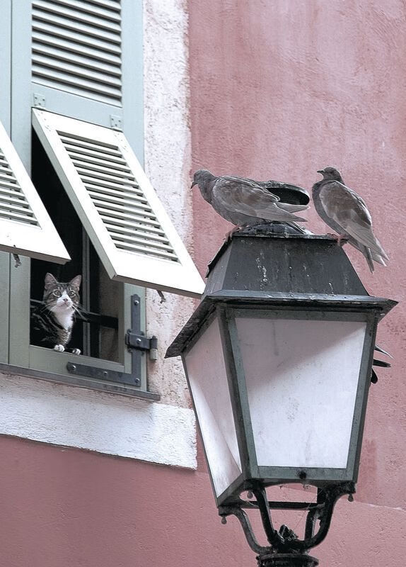 九游sports-亚洲球队决意在赛场上闪耀，亚洲球队全军覆没