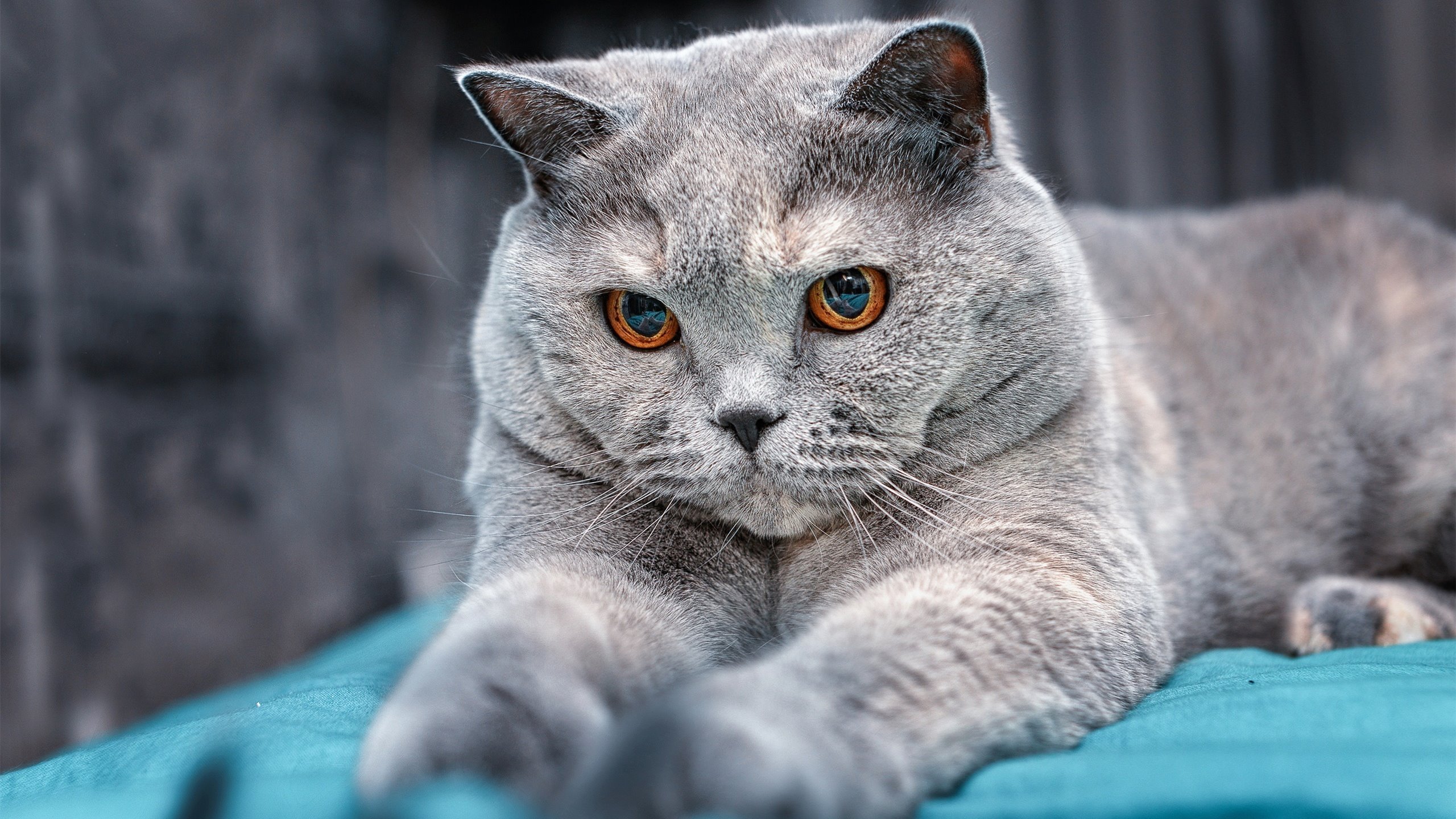 切尔西战平对手,欧冠半决赛生死战将拉开帷幕!,切尔西欧冠半决赛首发