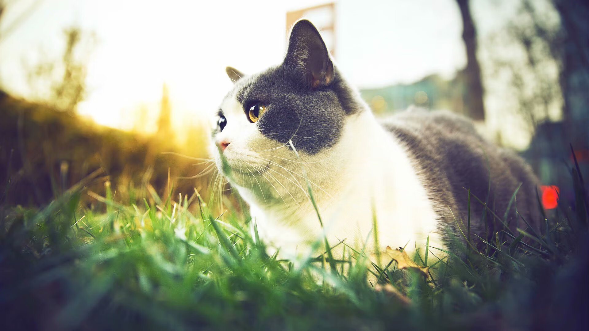 帕尔马队誓胜在望,瓦伦西亚扬眉吐气,帕瓦尔进球集锦