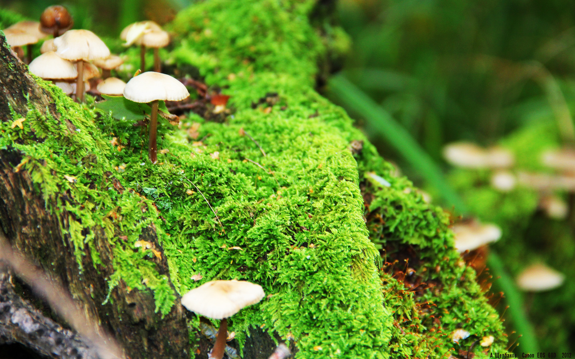 JIU YOU GAME-葡萄牙队全队发威，北爱尔兰队无奈落败,实力悬殊的比赛将胜负谜底下载到最后