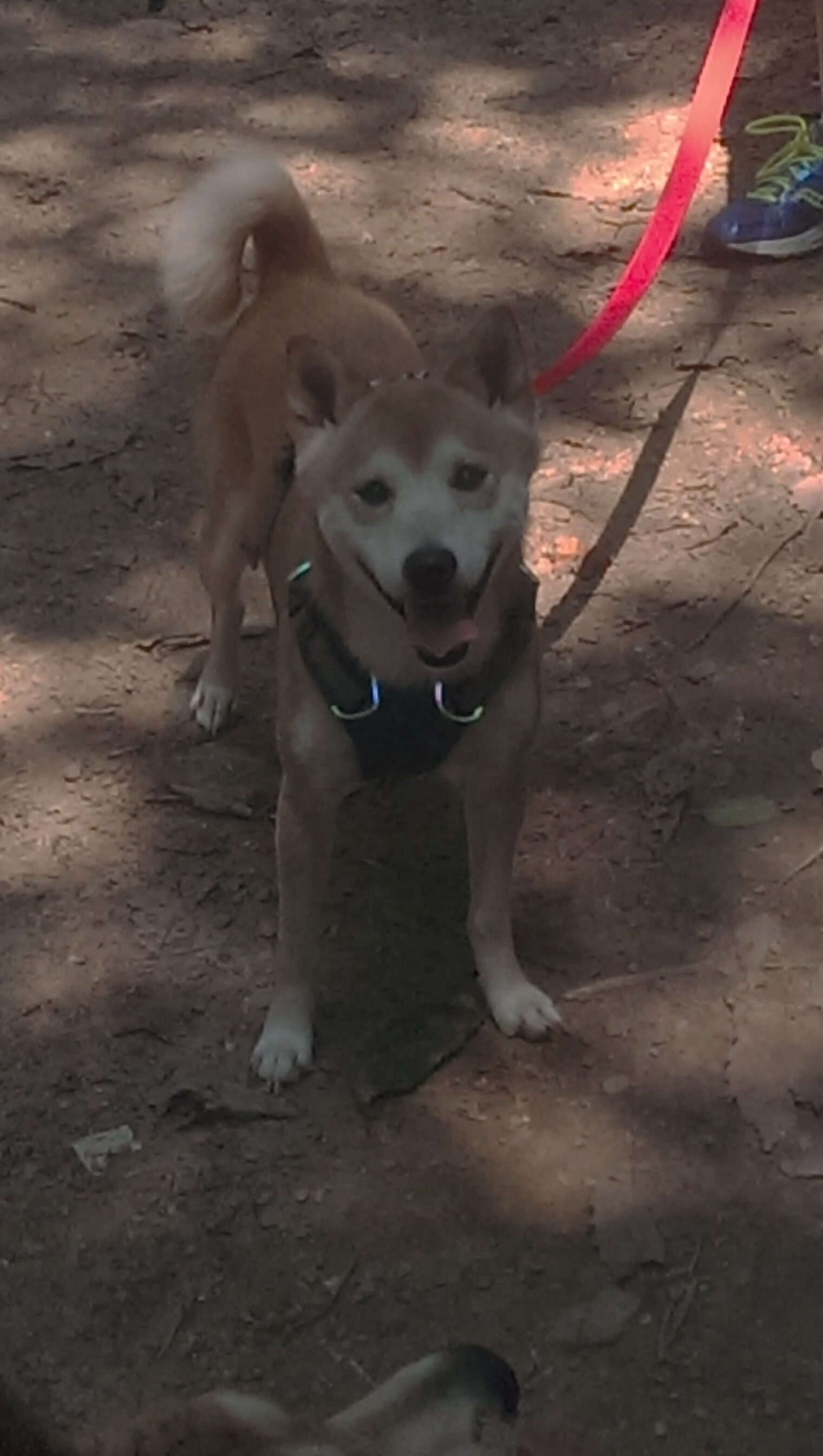 意甲超级杯争夺中小球队战术创新亮点，意大利超级杯和意甲