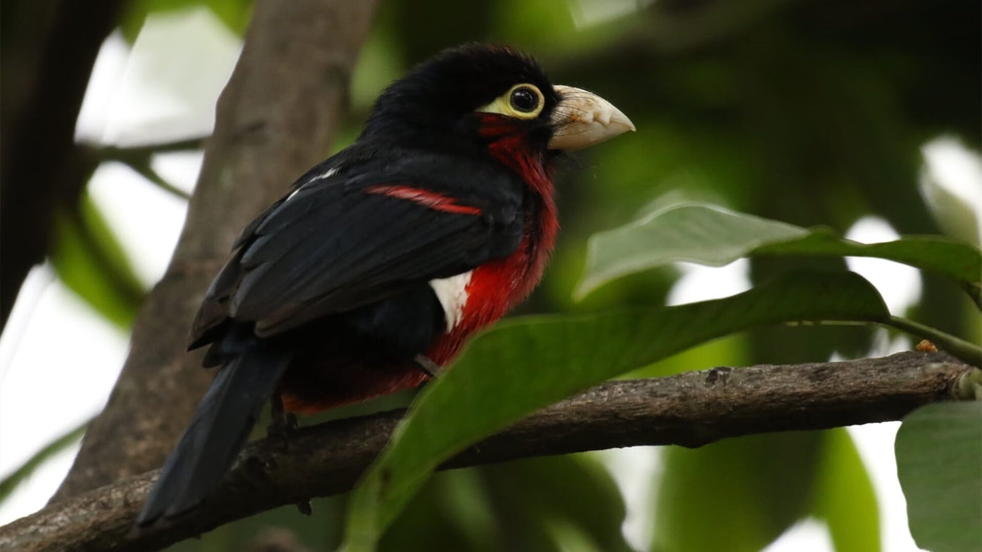 竞争的热潮:五大联赛中的焦点外援,五大联赛引援