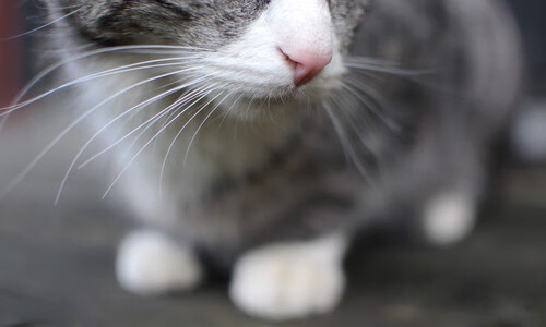 中国男篮备战世界杯状态良好,中国男篮备战世界杯状态良好的原因