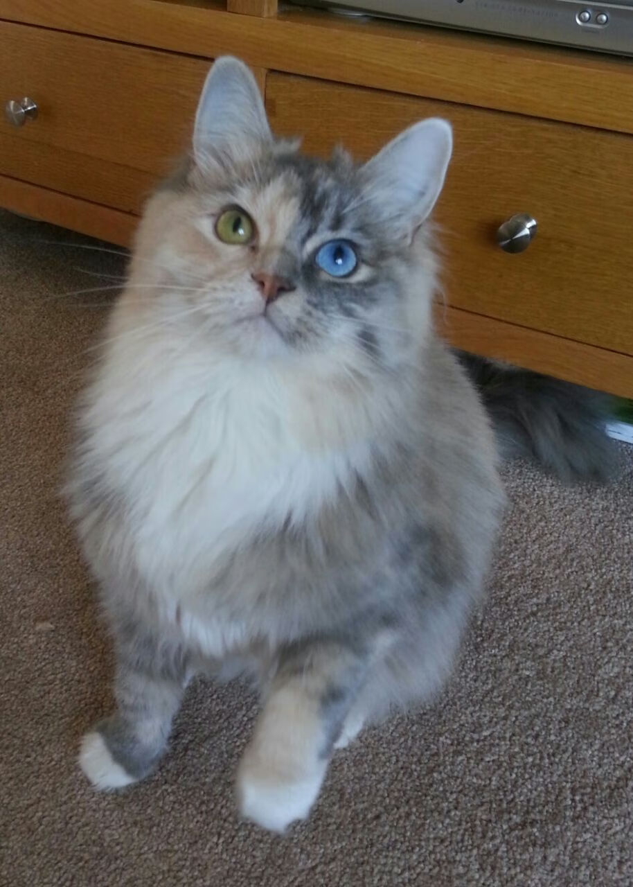 边路内切球员是否具备更高数据评分权重,内切型边后卫