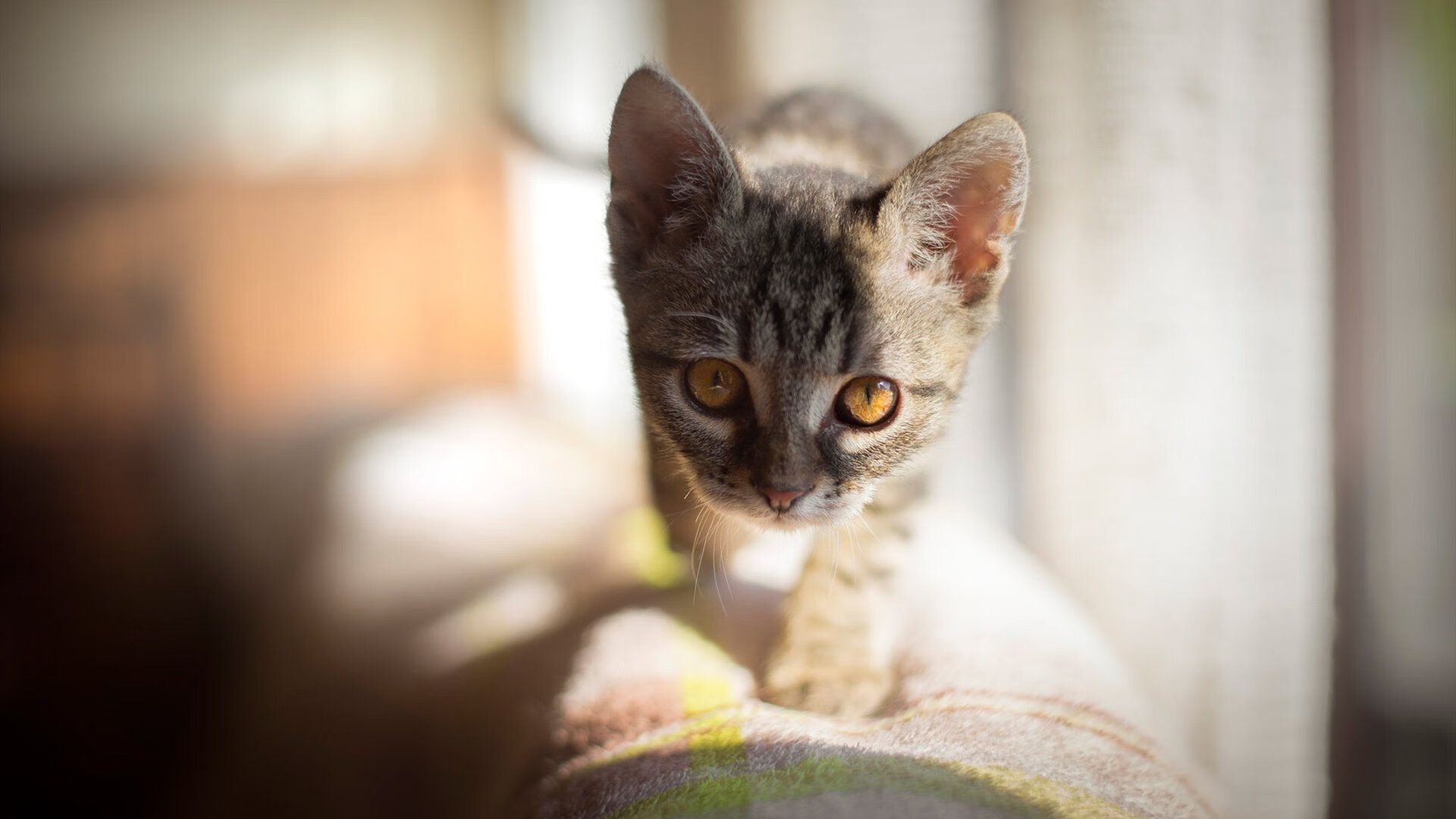 勇士视频分析团队新成员亮相,勇士队剪辑