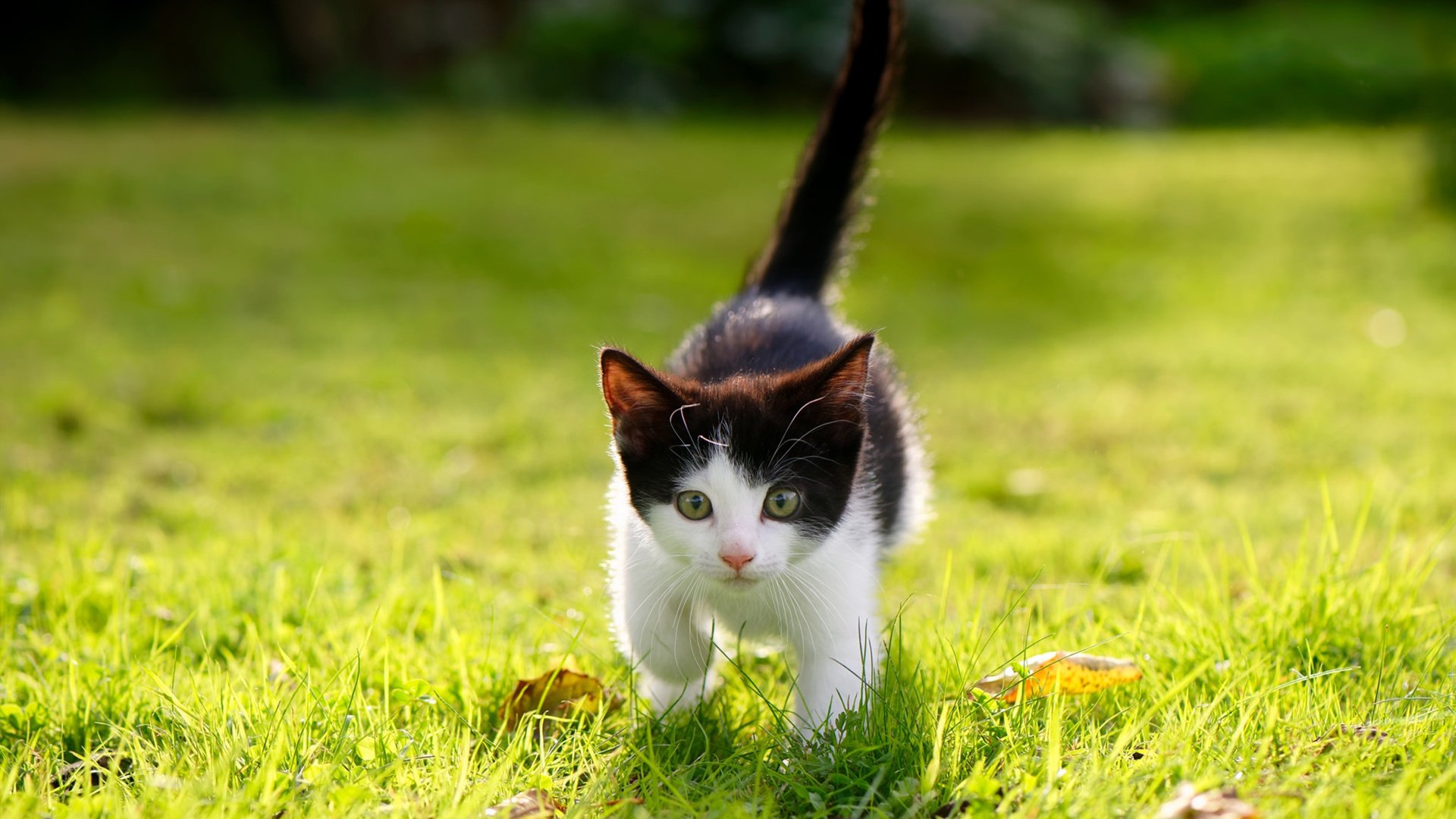 王宗源突破极限挑战自我,王宗源第五跳